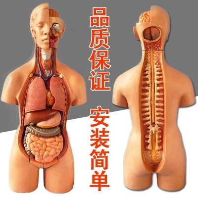 Amphoteric torso model (19), detachable torso visceral anatomical model 55 cm / 42 cm