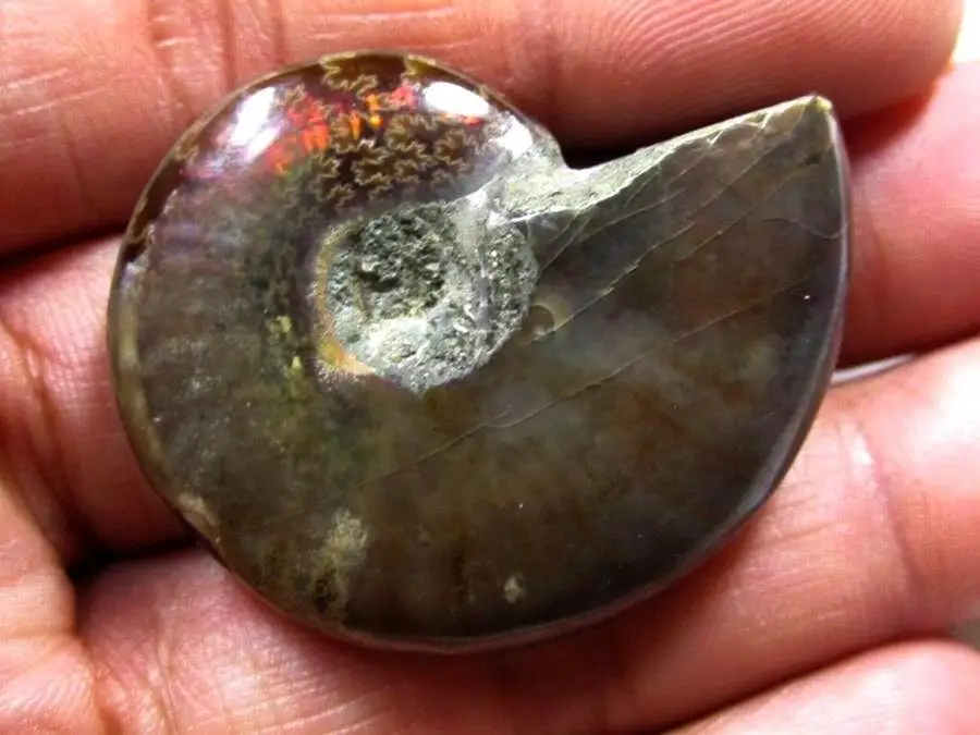 RARE Iridescent AMMONITE AMMOLITE SHELL GEM  SPECIMEN HEALING