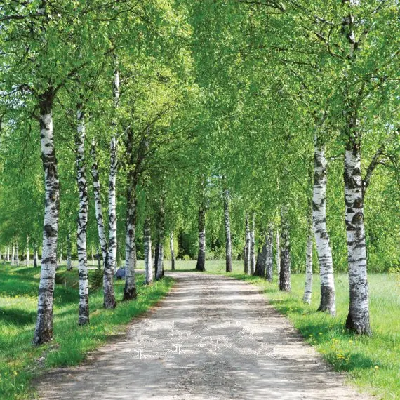 

Spring Birch Alley Green Fresh Nature Outdoor road backdrops High quality Computer print wedding background