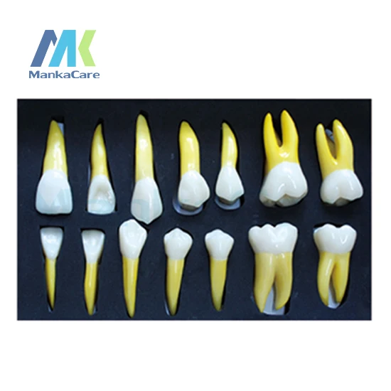 

Manka Care - 4 Times Permanent Anatomical / Right 14 Oral Model Teeth Tooth Model