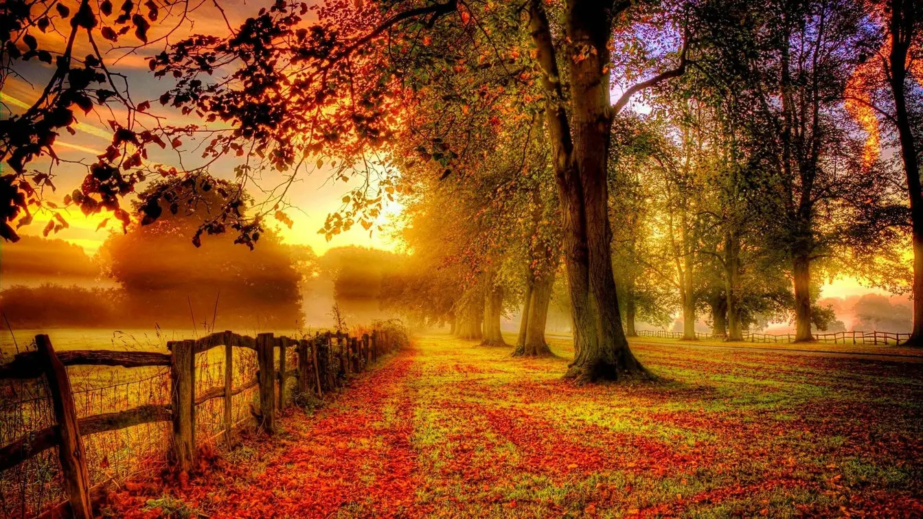 

Fall Trees Autumn fence Leaves photo backdrop High quality Computer print scenic photo studio background