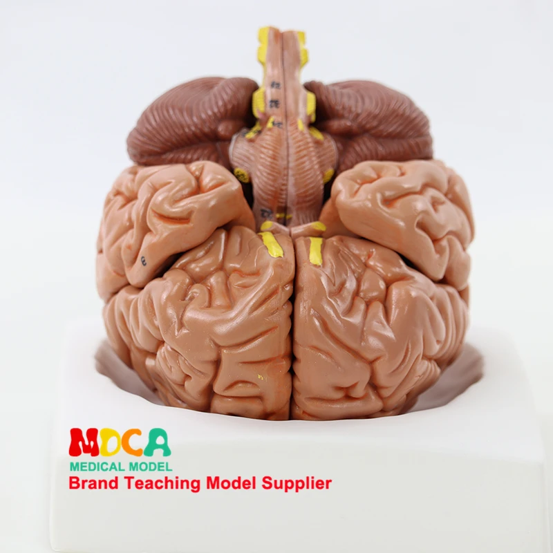 

8 Parts Detachable 1:1 Brain Assembling Cerebral Artery Anatomy Brain Model Medicine Classroom Supplies Teaching