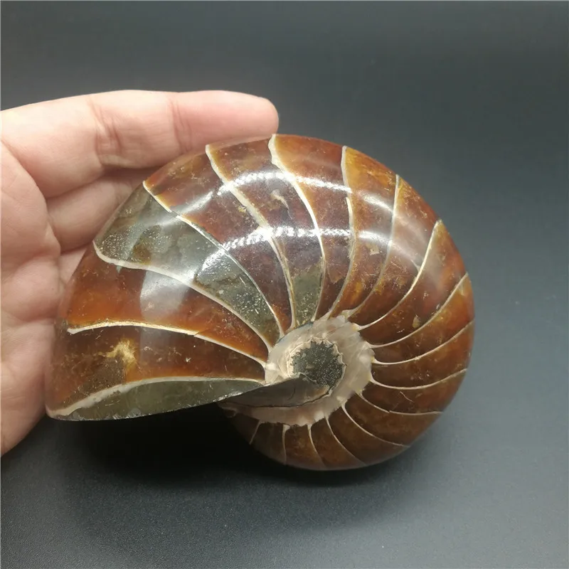 Natural Ammonite Stone Hot Sale Conch Specimen Beautiful Ammonite  For Sale LA2036