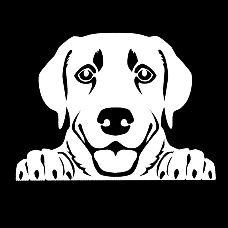 15*10.7cm Peeking Humour Cute Handsome Labrador Retriever Vinyl Car Wrap Sticker Car Decor Decal