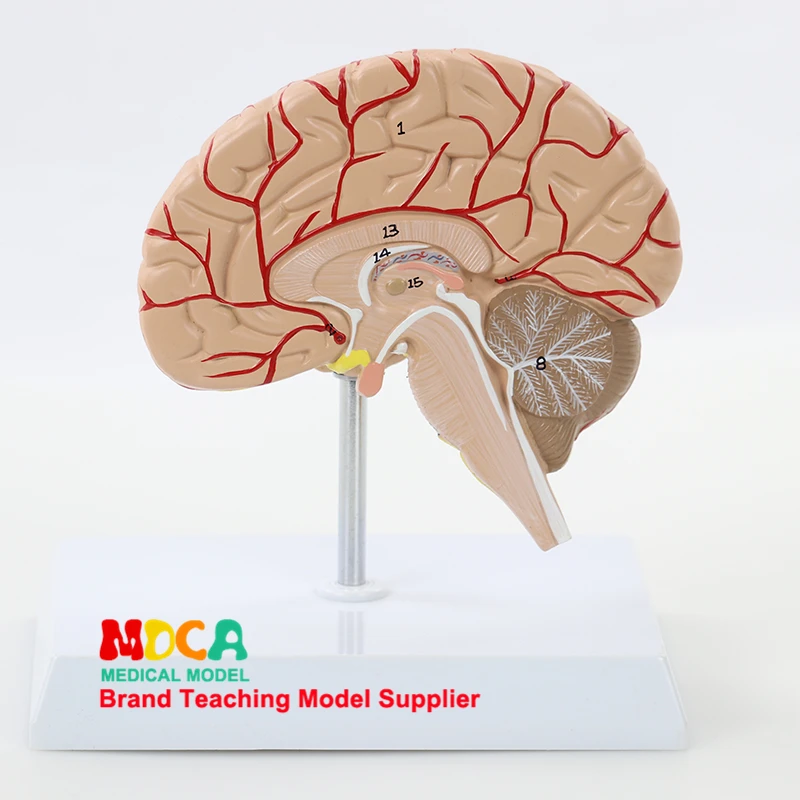 

Human 1:1 Right Hemispheric Artery Anatomy Human Brain Model Medicine Teaching MDN007