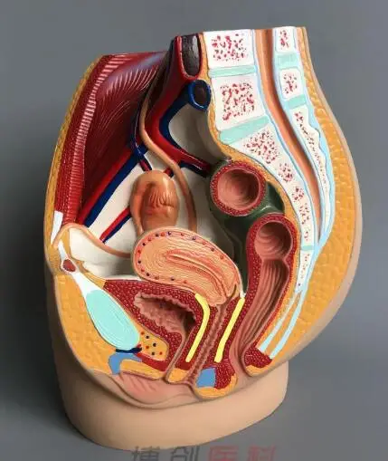 Female pelvic model female genitourinary specimens ventral sagittal incision of human anatomy