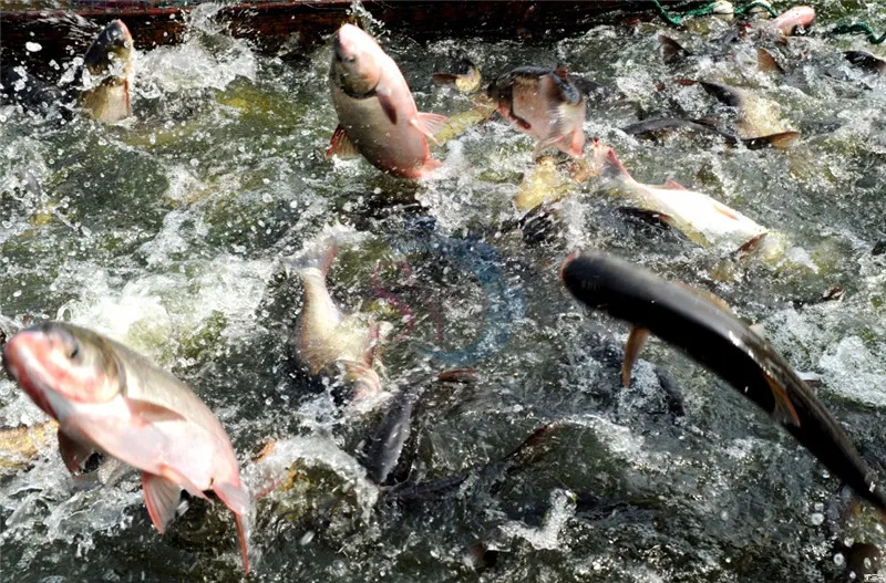 عالية الكفاءة شبه التلقائي أحواض سمك تغذية الأسماك آلة تغذية الغذاء مع الموقت