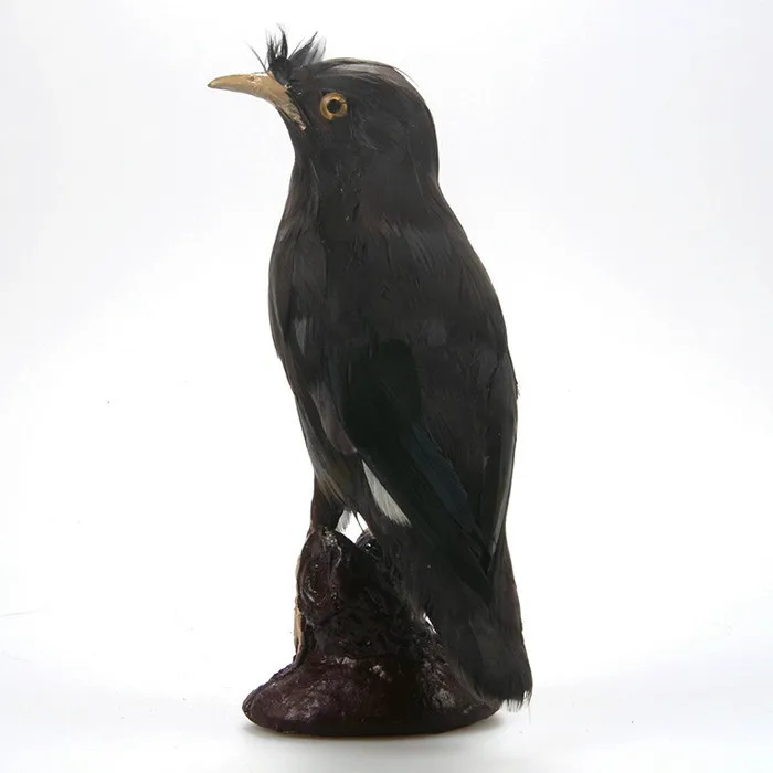 simulation Mynah Bird 15x6x20cm model plastic&furs handicraft ,home garden decoration furnishings gift d1007