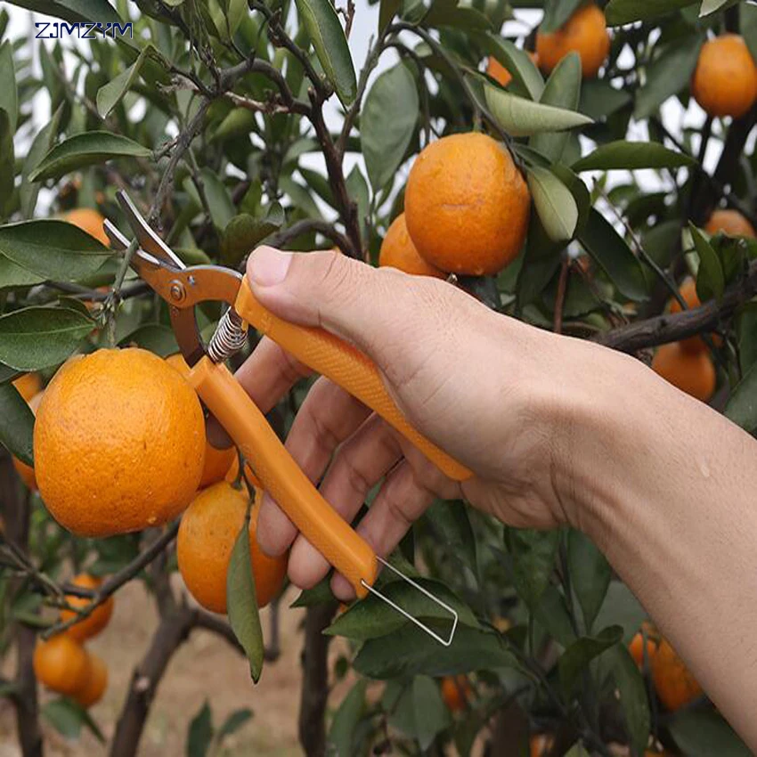 high quality orange scissors Curved mouth small  fruit tree pruning shear fruit scissors for gardening fruit experts