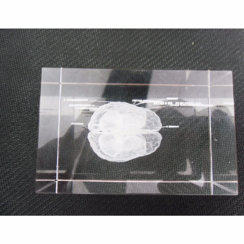 1 Pc/Pack Cool 3D Crystal Inside-Carving Human Brain for Art Sketch & Anatomy & Medical Education