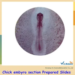 Chick embryo section Prepared Slides Set