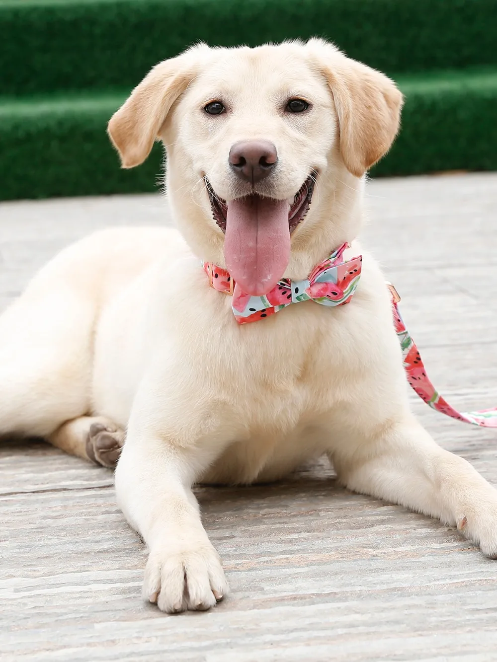 طوق بكلاب وردي لطيف أو مجموعة المقود مع ربطة القوس فيونكة للكلاب الكبيرة والصغيرة طوق نسيج القطن ارتفع الذهب مشبك معدني منتجات الحيوانات الأليفة