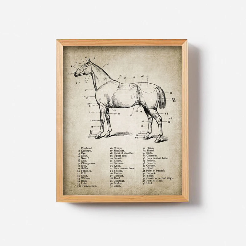 Vintage Horse Anatomy Canvas Posters Print Horse Anatomy Illustration Wall Art Painting Equestrian Pictures Home Room Wall Decor