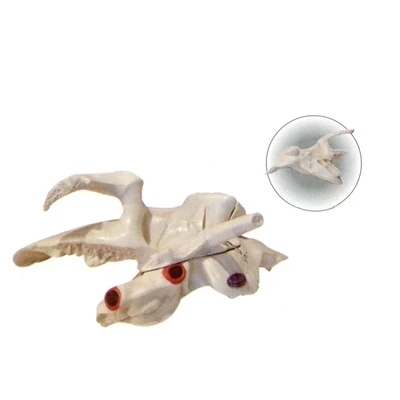 

Temporal bone anatomical enlargement model Medical education simulation model 19*13*10cm free shipping