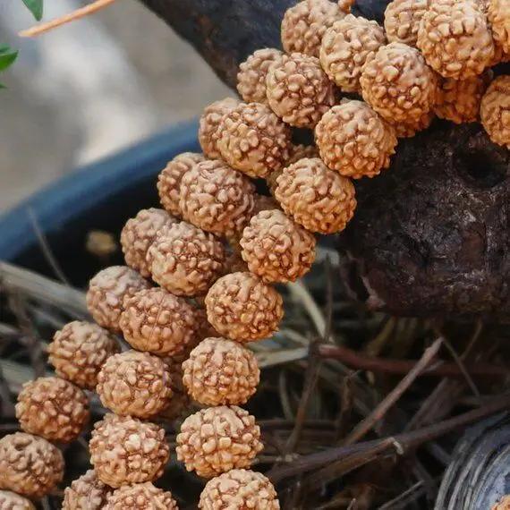 6mm/8mm/10mm Naturale Rudraksha Perline 108 Mala Perline Allentato Rotondo Rudraksha Perline di Preghiera di Meditazione perline Japa Mala Buddha