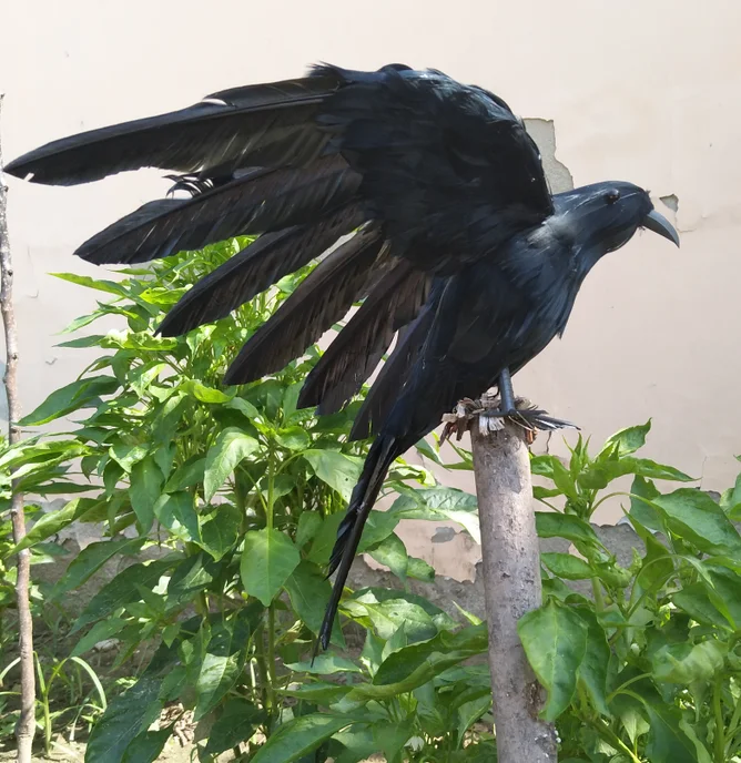 large 30x45cm spreading wings feathers crow artificial bird model handicraft,prop,home garden decoration gift p2817