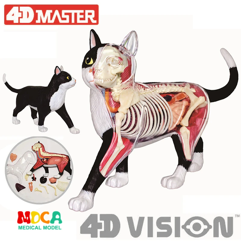 Black And White Cat 4D Master Puzzle Assembling Toy Animal Biology Organ Anatomical Medical Teaching  Model  Anatomy Wholesale