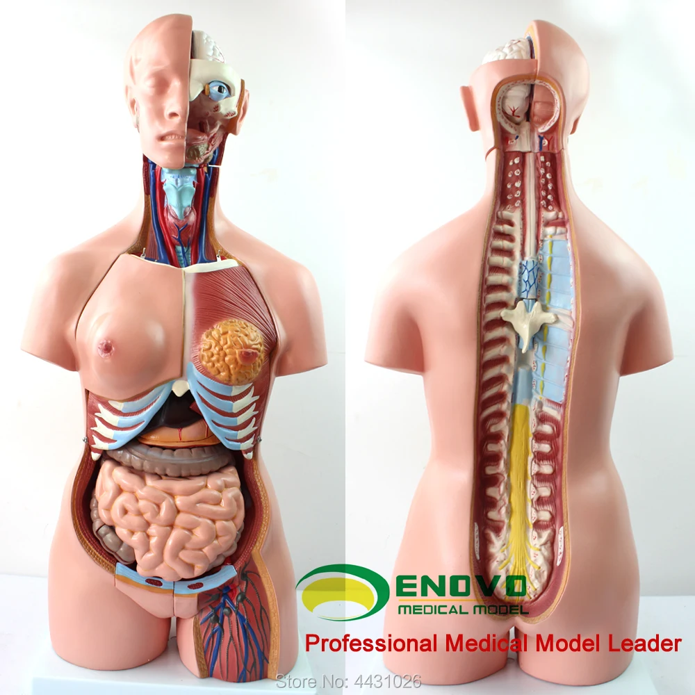 ENOVO The anatomical model of human anatomy in human anatomy of 85CM trunk system