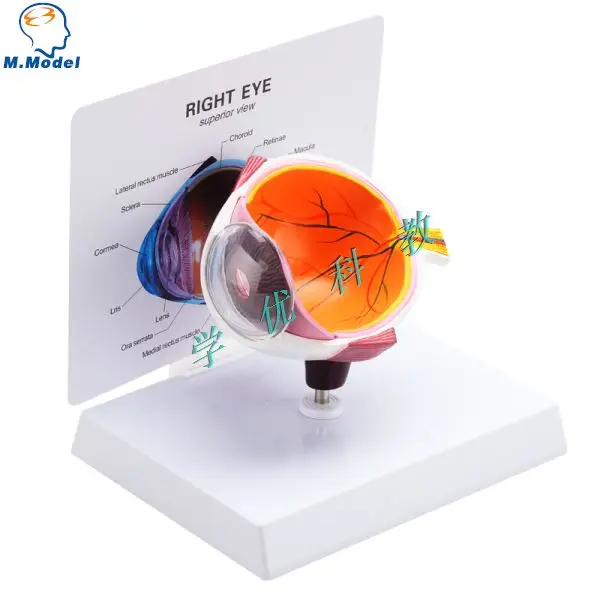 

human half eye anatomy anatomical model withiut the card