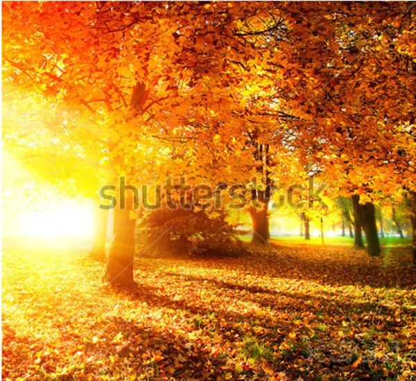 

Custom 3D murals,Autumnal Park. Autumn Trees and Leaves in Sunlight Rays,living room sofa TV wall bedroom wallpaper