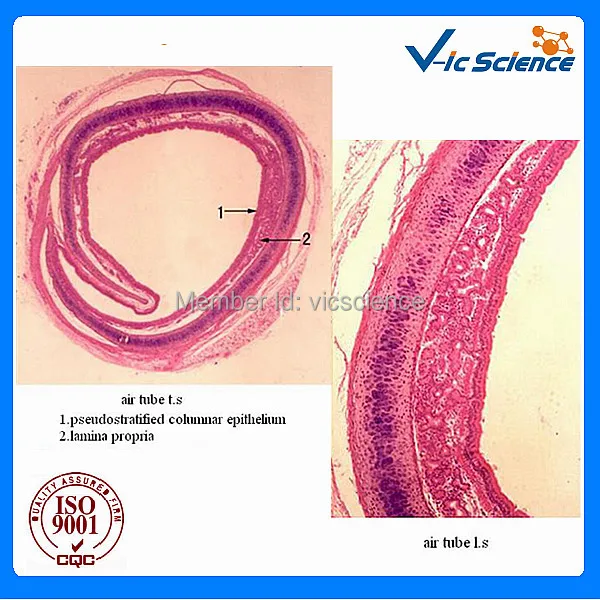 100 Pcs/Set Tier Histologie Vorbereitet Folien