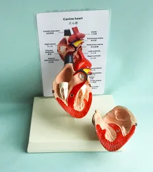 Dog heart anatomy model canine pet teaching aid Healthy dog heart model With instructions in Chinese and English