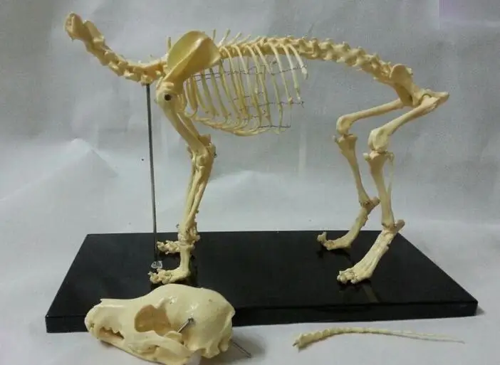 small dog Canine pvc skeleton model animal skeleton model