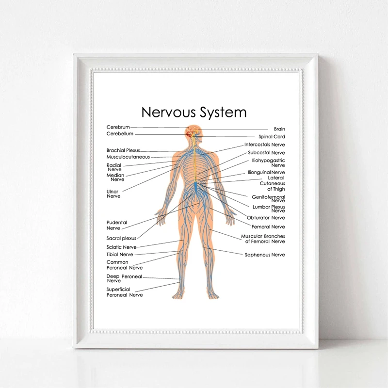 Human Anatomy Nervous System Diagram Prints Office Wall Art Poster Decor Biology Medical Education Chart Art Canvas Painting