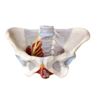 

Female pelvis with pelvic floor muscles and nerve model demonstration of human genital anatomy model natural size 21*30*22cm