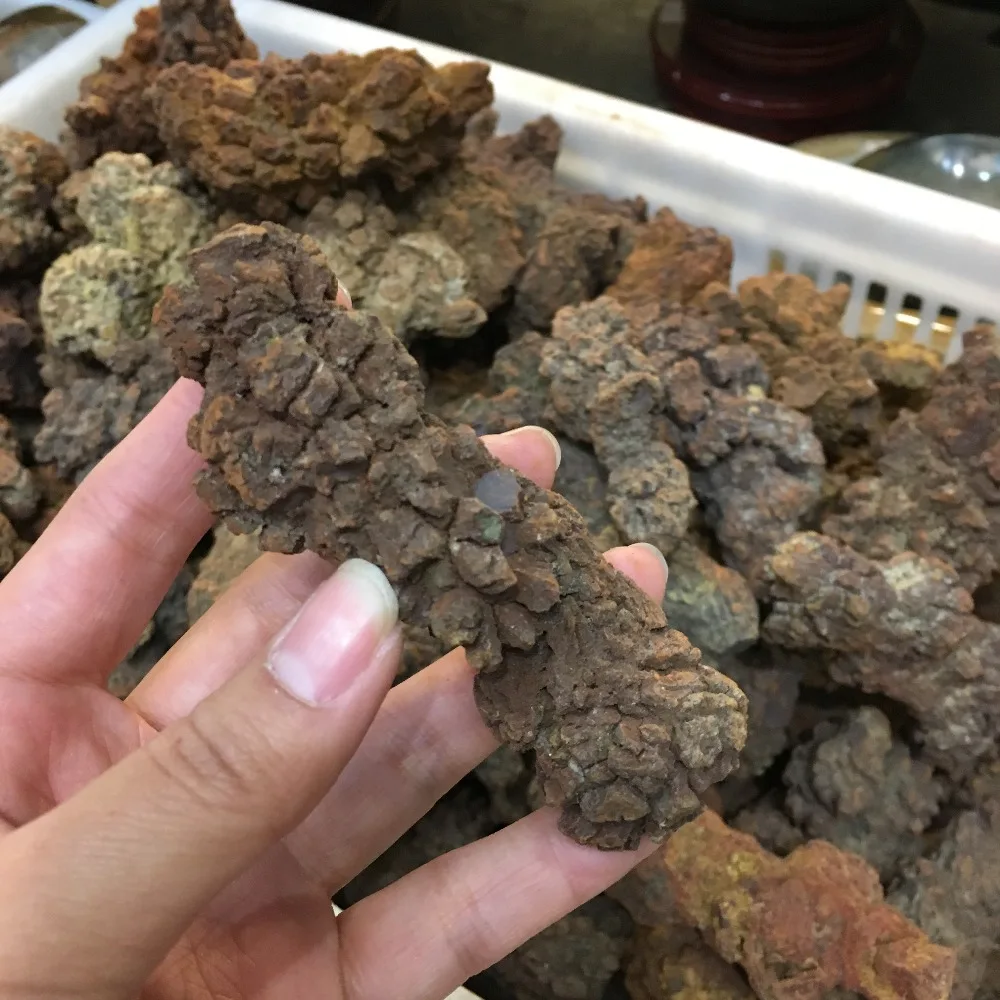 COPROLITE Fossilized Dinosaur Poop Specimen Fossil Madagascar 70-90g