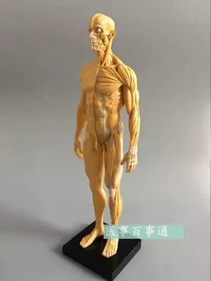 30cm resin CG painting sculpture male model musculoskeletal anatomy human body structure art model free shopping