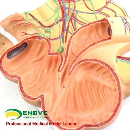 Ileocecal анатомическая модель человеческого тела; Приложение caecum, восходящий узловой лимфатической моделью; Медицинская модель