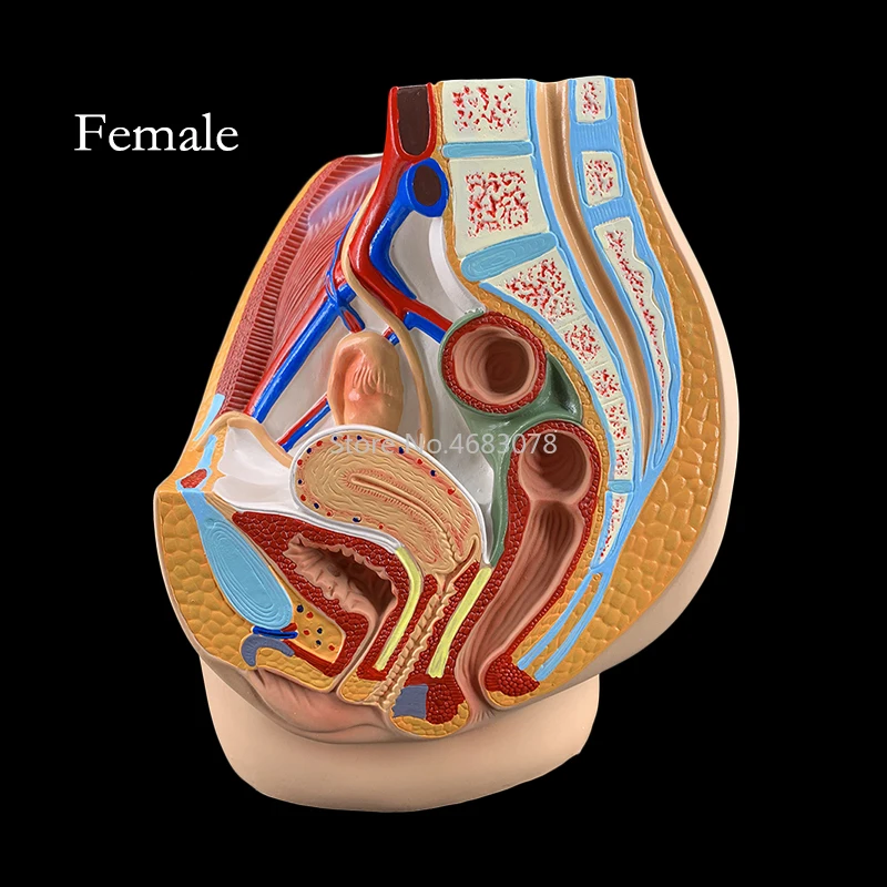 Sagittal Pelvic Anatomy Model Male And Female Male Reproductive Organ Reproductive System Uterus Medical Teaching Model