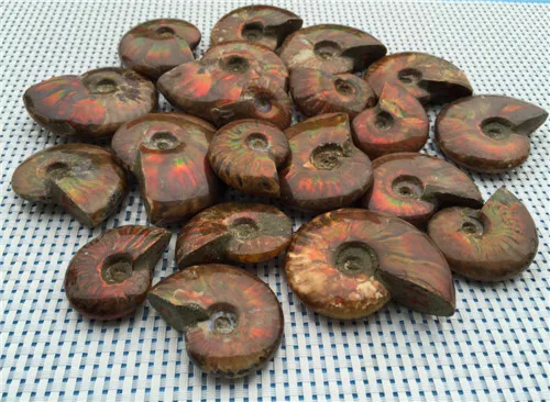 RARE Iridescent AMMONITE AMMOLITE SHELL GEM  SPECIMEN HEALING