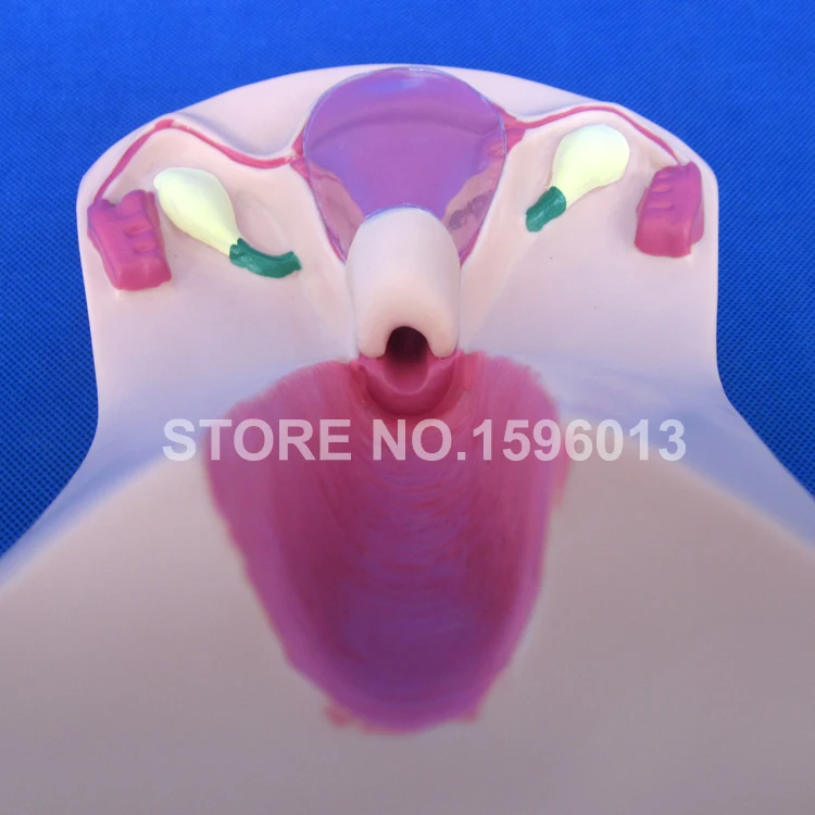 Female Intrauterine Contraceptive Teaching Model IUD Training Simulator