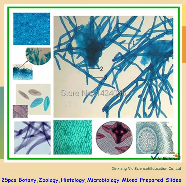 25pcs Botany,Zoology,Histology,Microbiology Mixed Prepared Slides