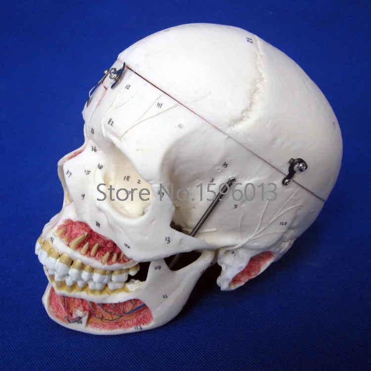 Advanced Disassembled Adult Skull Model with Blood Vessels and Nerves Bone Anatomy Model