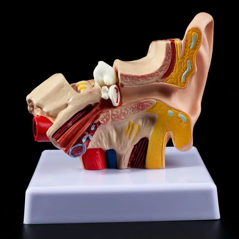 Medical props model 1.5 Times Life Size Human Ear Anatomy Model OrganMedical Teaching Supplies Professional