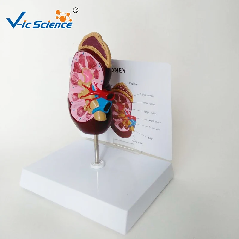 

Life Szie Anatomy Human Kidney Model Medical Science Teaching for Students