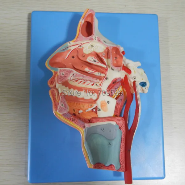 

Human Head Model, Mouth, Nose, Pharynx and larynx with Vessels and Nerves, Anatomy model
