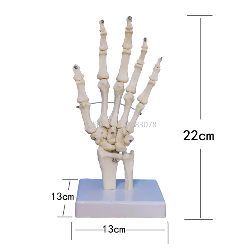 Life Size Human Hand Joint Anatomical Skeleton Model Medical Science Health Life Useful For Medical Teaching Supplies