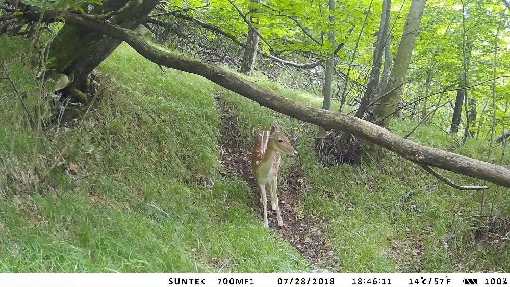 HC810A Wildkamera 16MP 1080P Infrarot-Nachtsicht Überwachungskamera Fotofalle Outdoor Wildtierkamera zur Verfolgung – Detail 13