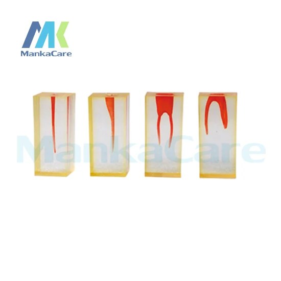 

Manka Care- 4 Pcs Dental Canal Teeth with colored pulpal wall. Excellent for root canal filling cavity preparation Free Shipping