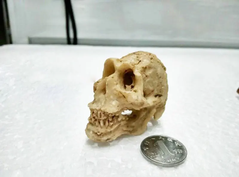 محاكاة تمثال منظر طبيعي زخرفة ، كهف الزواحف ، وحيد القرن الاصطناعي ، جمجمة راتنج الغنم ، ديكور حوض أسماك ، حوض أسماك #4