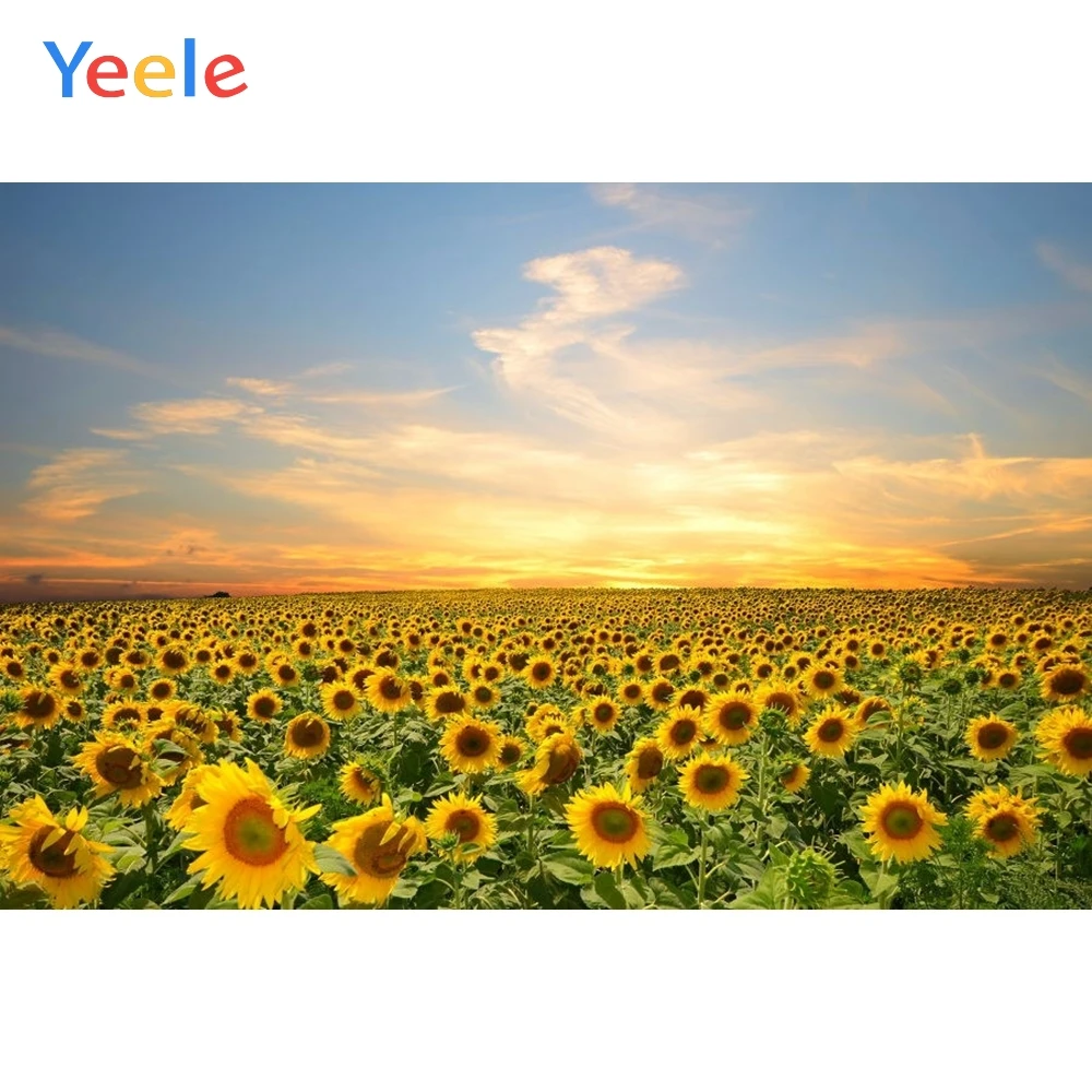 

Yeele Sunflower Sky Scenery Photography Backgrounds Baby Birthday Photocall Custom Vinyl Photographic Backdrops For Photo Studio