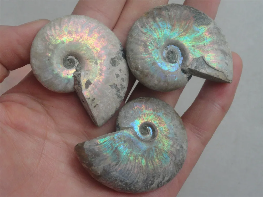 3/70-60g MADAGASCAR CRETACEOUS Irridescent Jurrassic AMMONITE