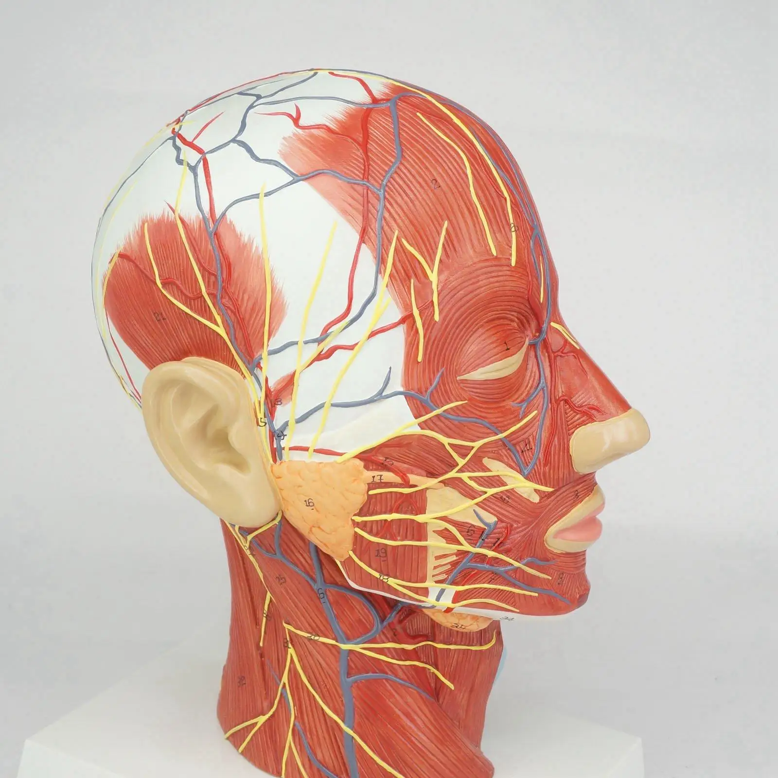 

PVC Median Section of Human Head & Neck Anatomical Model Medical Skeleton Anatomy Natural Life Size