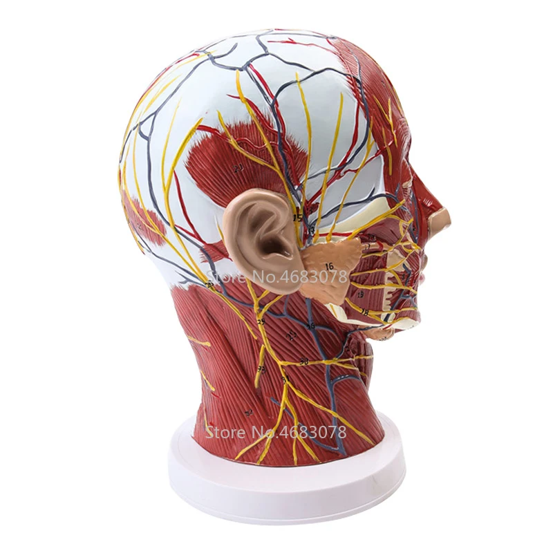 

Head Neck Superficial Nerve Vascular Muscle Model,Human,skull with muscle And Nerve blood vessel,School medical teaching supply