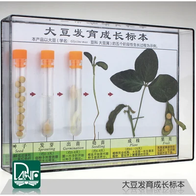 

Soybean growth specimen Soybean growth process science teaching instruments Children's gifts