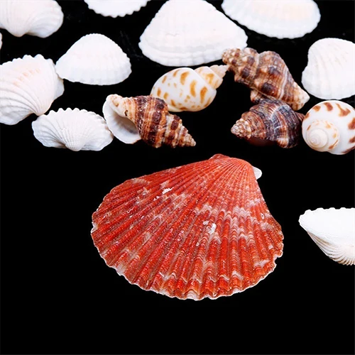 100g/bag Mixed Sea Beach Shells  Seashells Fish Tank Aquarium Landscape Decoration Aquarium Decor Photo  Props For DIY Crafts